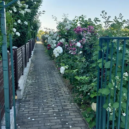 феличита